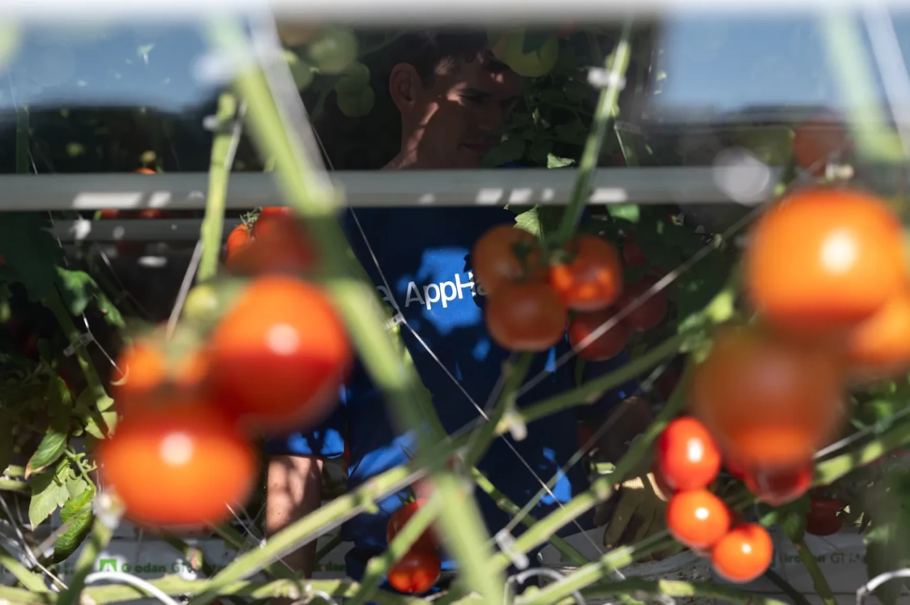 An Appharvest employee is seen through tomato vines in the West greenhouse of Appharvest on June 15, 2021 in Morehead, KY. (Photo by Jon Cherry for Rolling Stone)